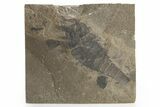 Bargain, Eurypterus (Sea Scorpion) Fossil - New York #369314-1